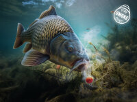 Delphin D Snax Shell Wafters 30g